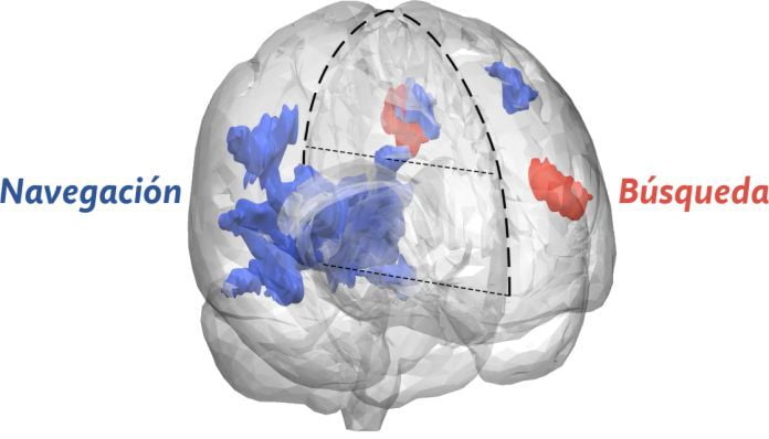 La navegación y la búsqueda activan regiones distintas del cerebro