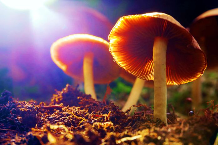 5 formas en que la tecnología basada en hongos cambiará el mundo