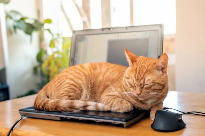 ¿Por qué a los gatos les gusta sentarse en los ordenadores portátiles?